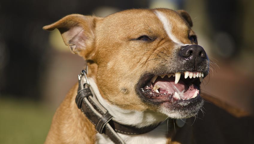Angry Dog Bite Attacks Attorney